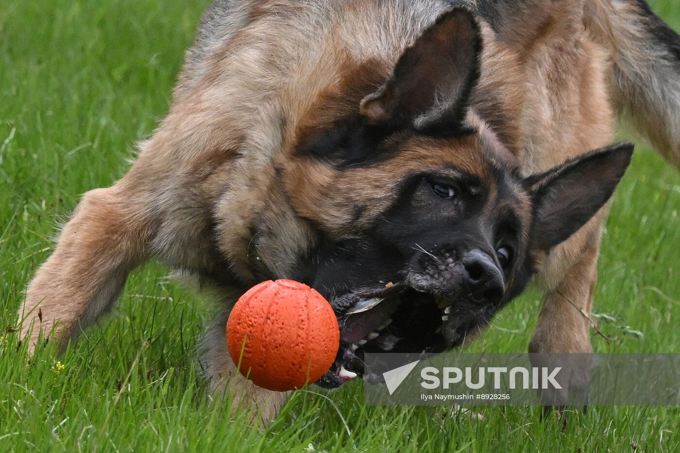 Russia Сynological Сompetition