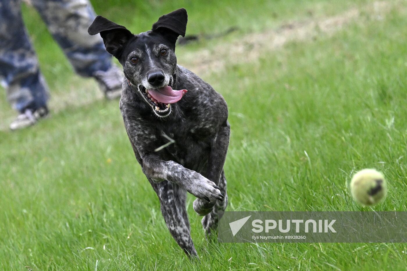 Russia Сynological Сompetition