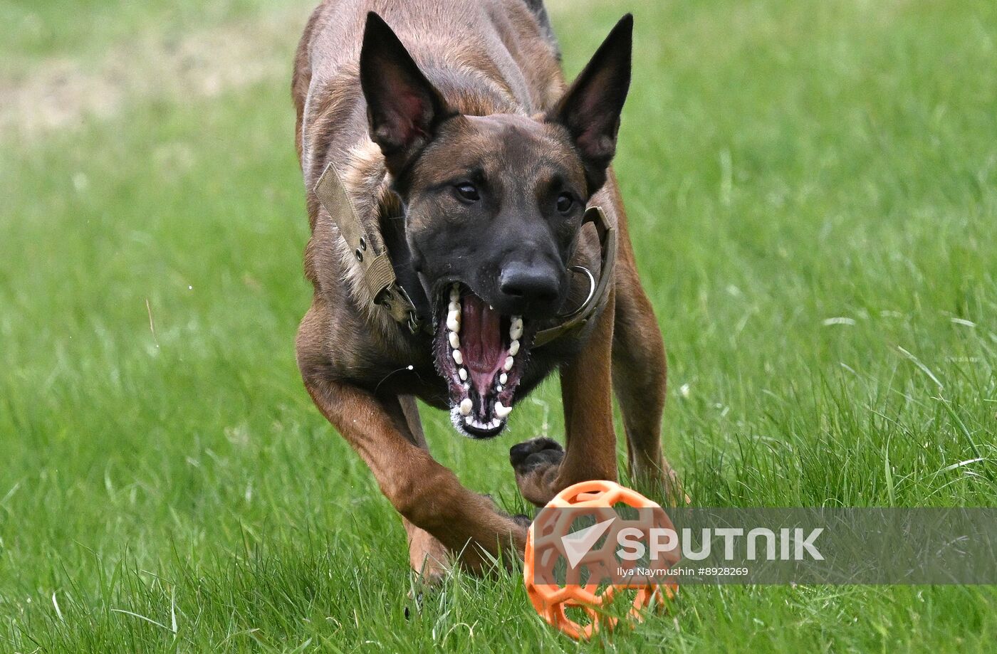 Russia Сynological Сompetition