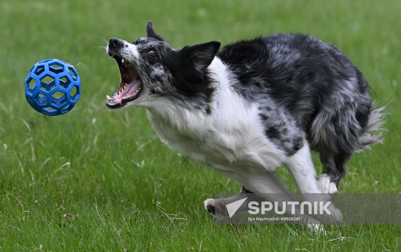 Russia Сynological Сompetition