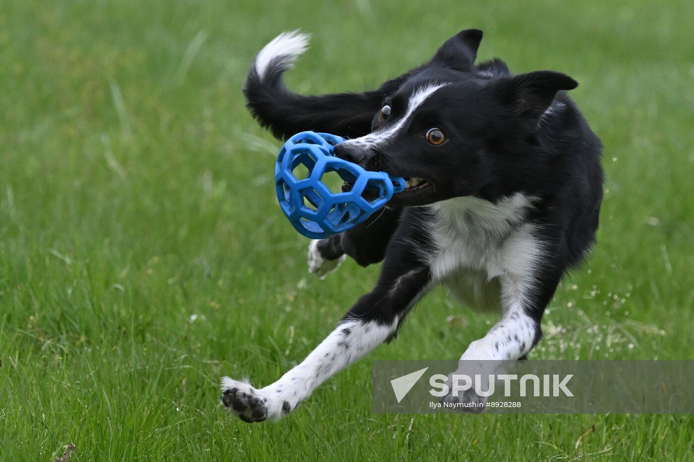 Russia Сynological Сompetition