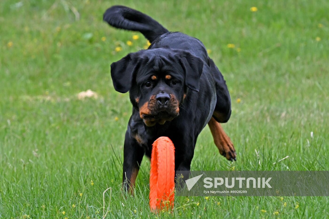 Russia Сynological Сompetition