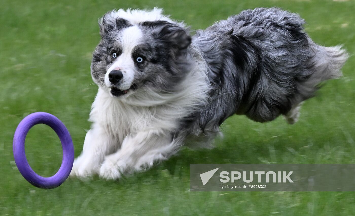 Russia Сynological Сompetition