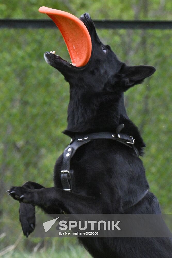 Russia Сynological Сompetition