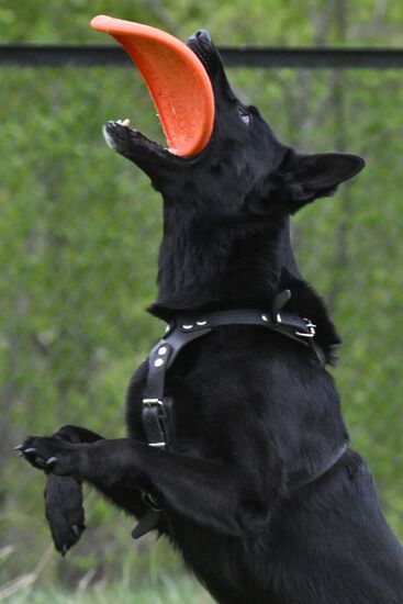 Russia Сynological Сompetition