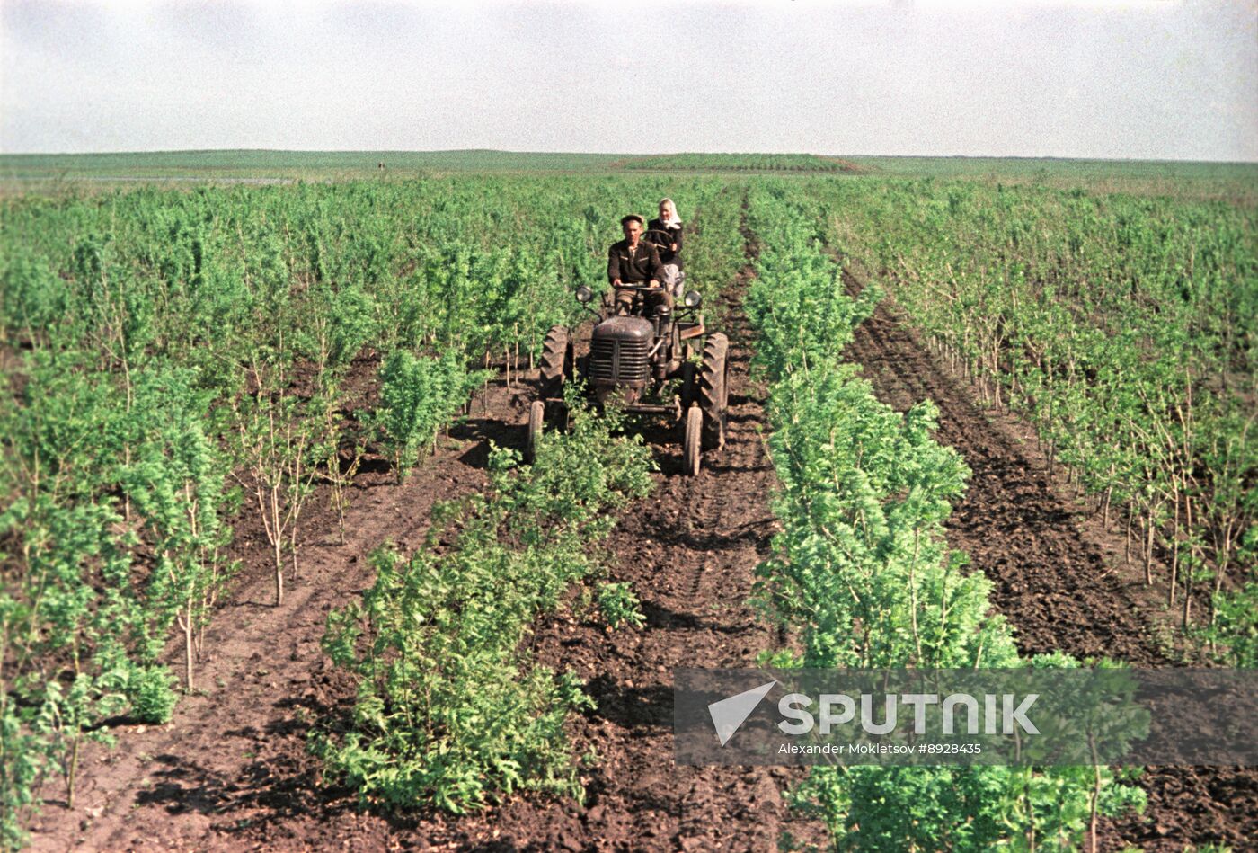 Growing saplings using agro-technical methods at Mikhailovsky forestry enterprise