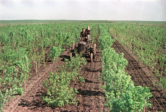 Growing saplings using agro-technical methods at Mikhailovsky forestry enterprise