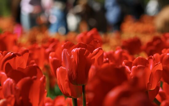 Russia Environment Tulips Festival
