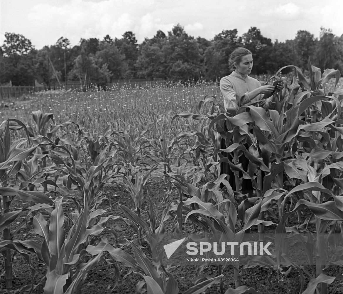 Testing new varieties of corn on collective farm's experimental field