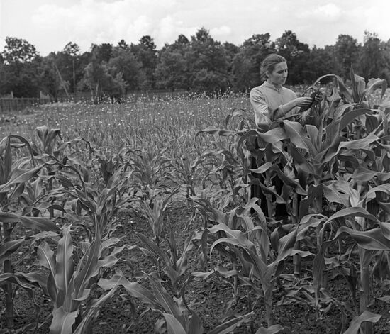 Testing new varieties of corn on collective farm's experimental field