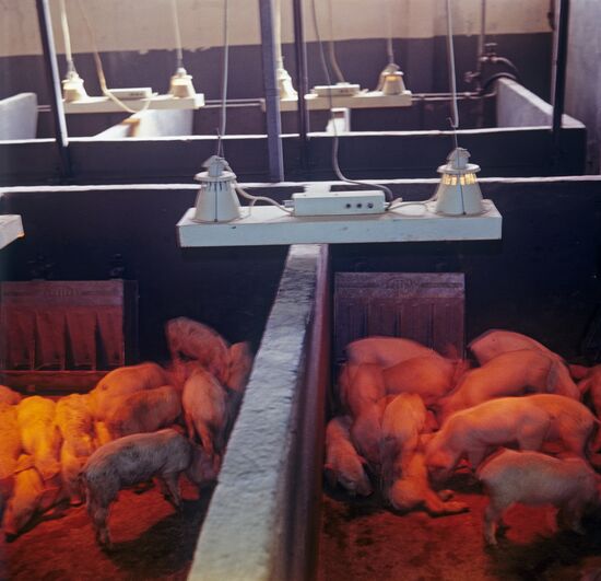 Pig farm