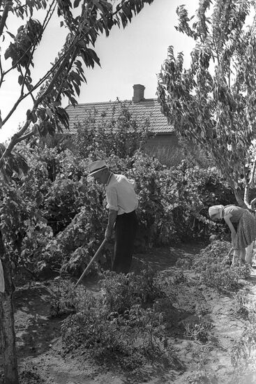 Stalin Collective Farm in Stavropol Territory