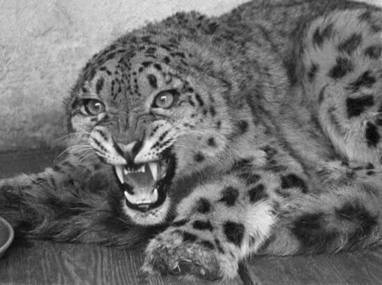 Snow leopard, symbol of Tajikistan mountains