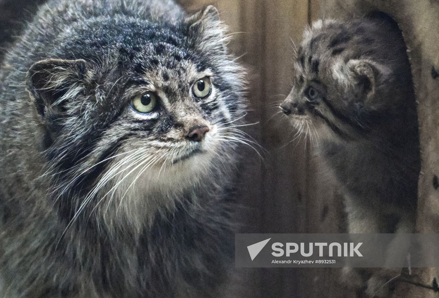 Russia Zoo Pallas's Cat Kittens