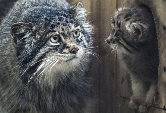 Russia Zoo Pallas's Cat Kittens