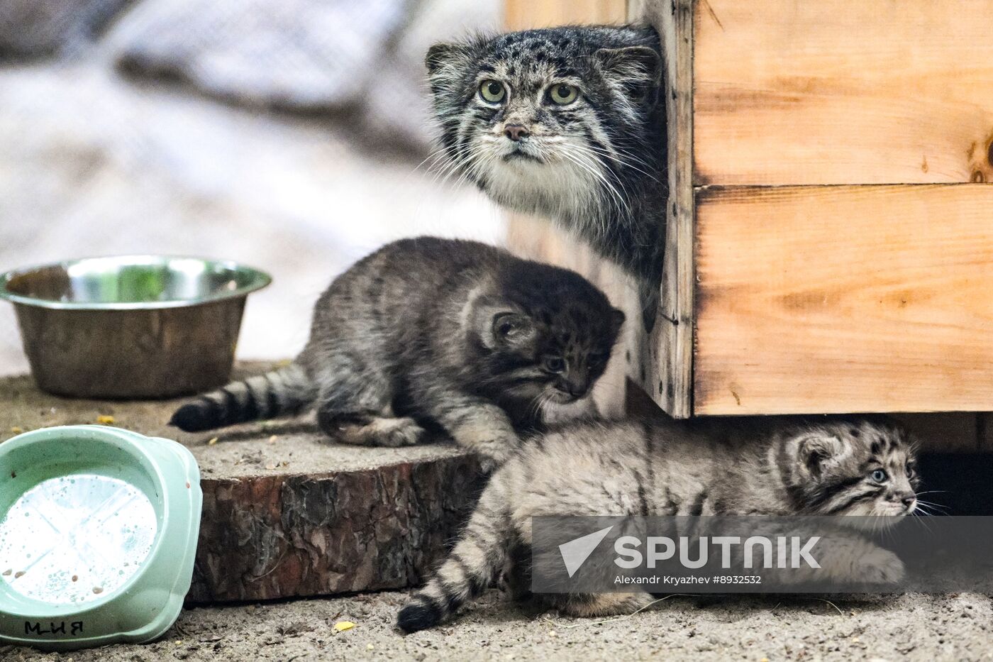 Russia Zoo Pallas's Cat Kittens