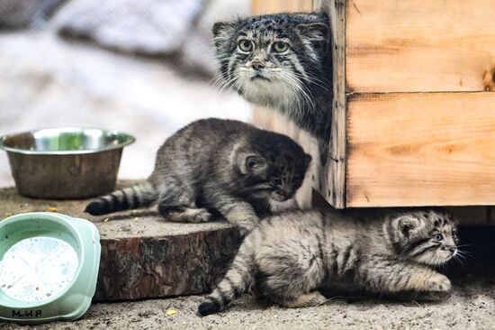 Russia Zoo Pallas's Cat Kittens