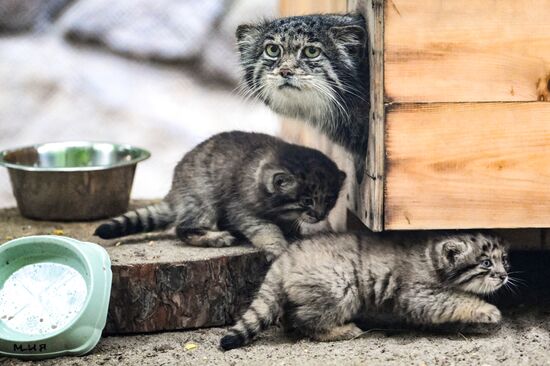 Russia Zoo Pallas's Cat Kittens