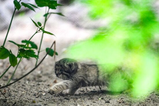 Russia Zoo Pallas's Cat Kittens