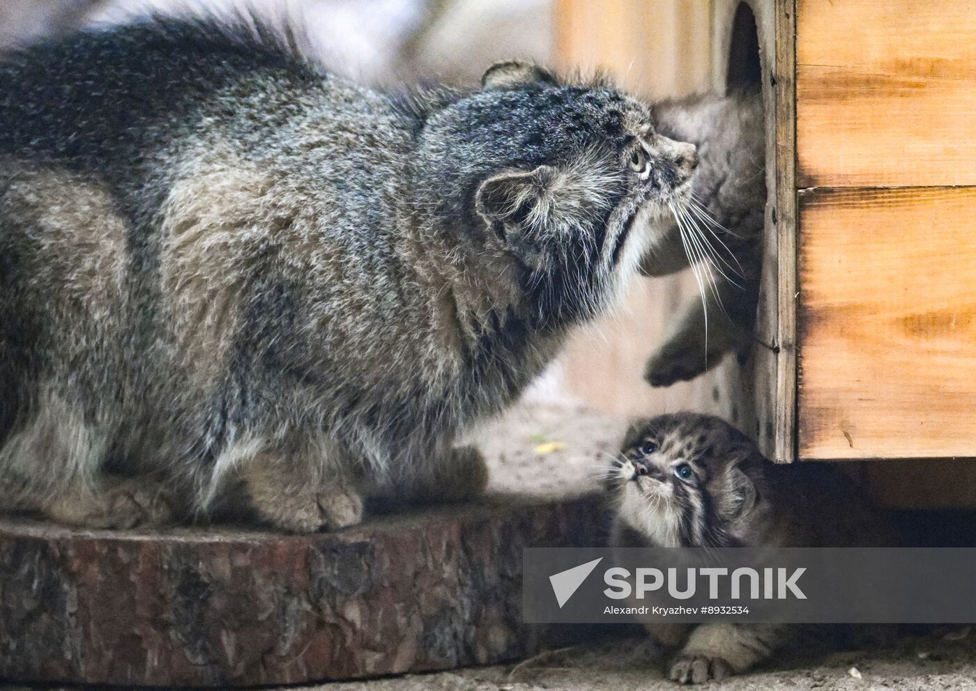 Russia Zoo Pallas's Cat Kittens