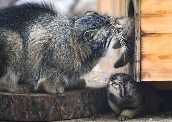 Russia Zoo Pallas's Cat Kittens