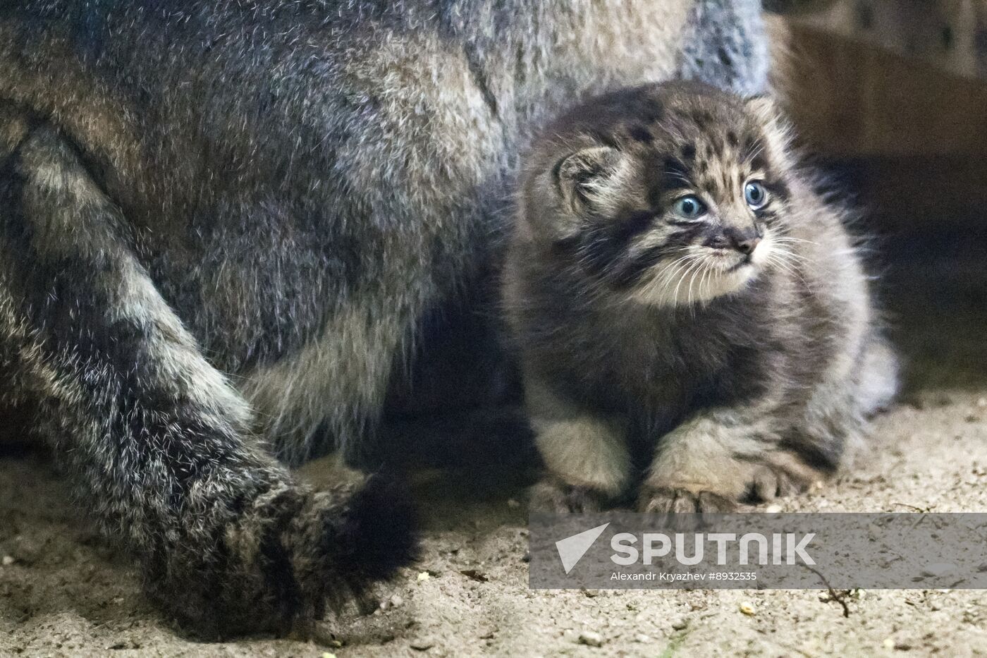 Russia Zoo Pallas's Cat Kittens