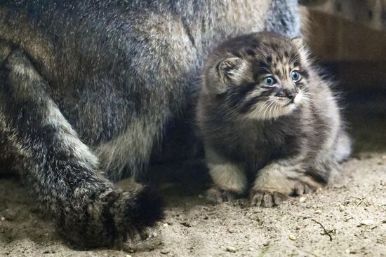 Russia Zoo Pallas's Cat Kittens