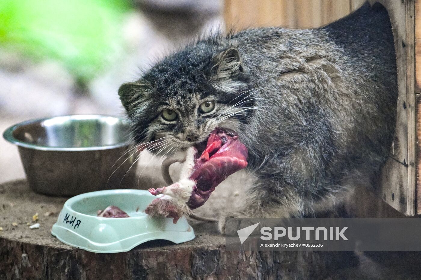Russia Zoo Pallas's Cat Kittens