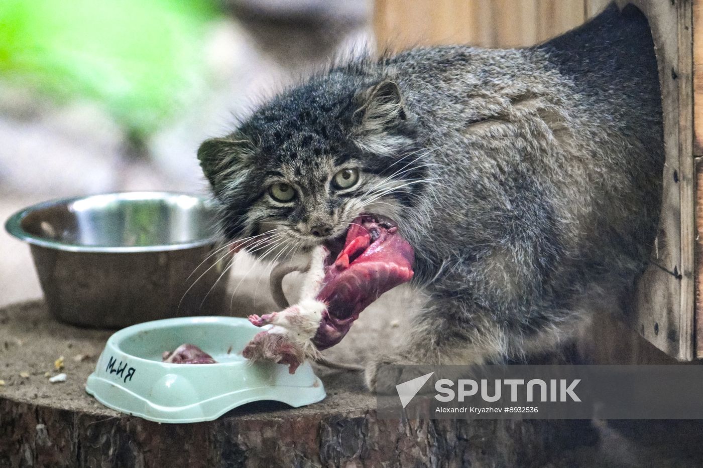 Russia Zoo Pallas's Cat Kittens