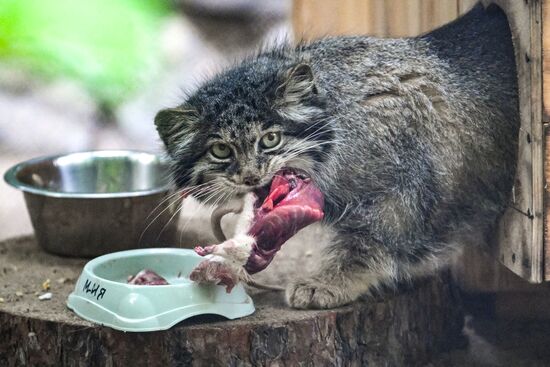Russia Zoo Pallas's Cat Kittens
