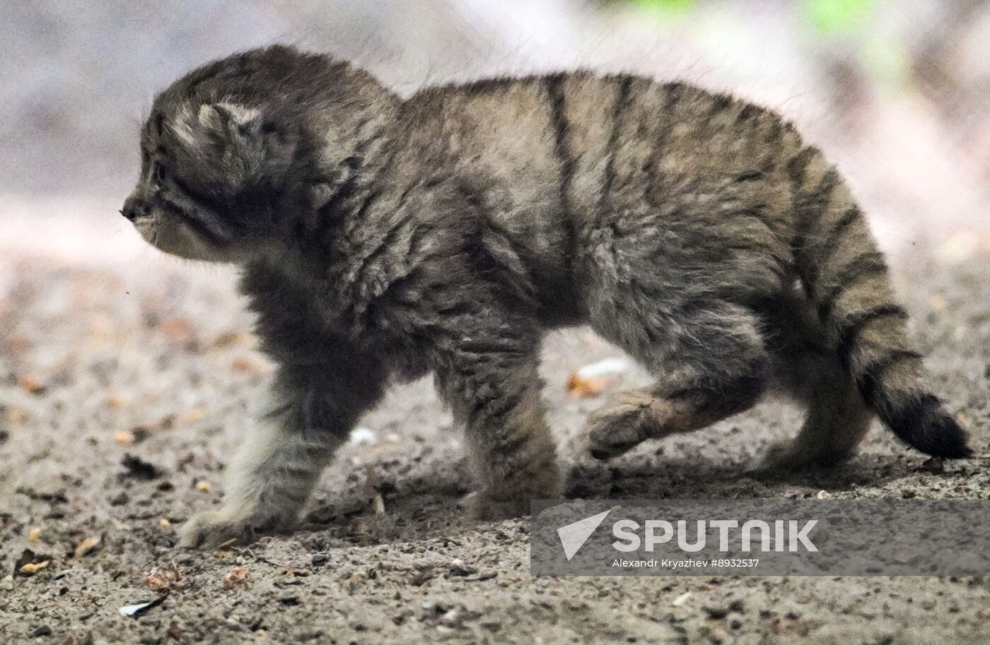 Russia Zoo Pallas's Cat Kittens