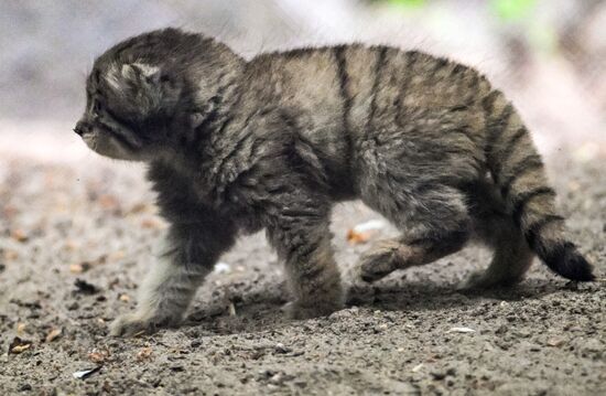 Russia Zoo Pallas's Cat Kittens