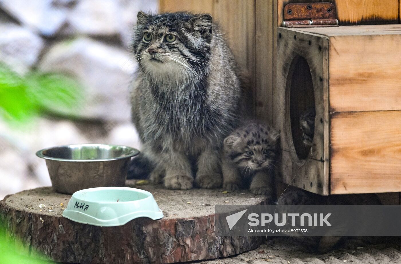 Russia Zoo Pallas's Cat Kittens