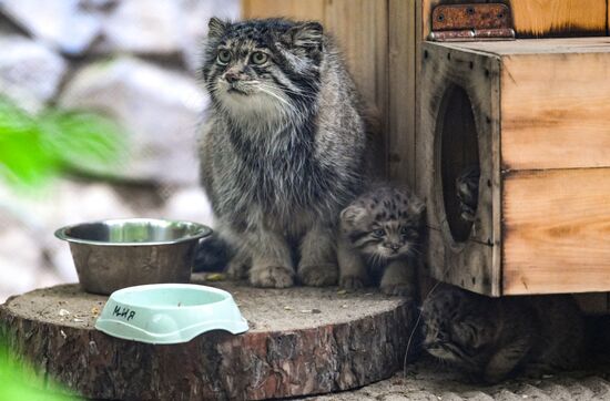 Russia Zoo Pallas's Cat Kittens