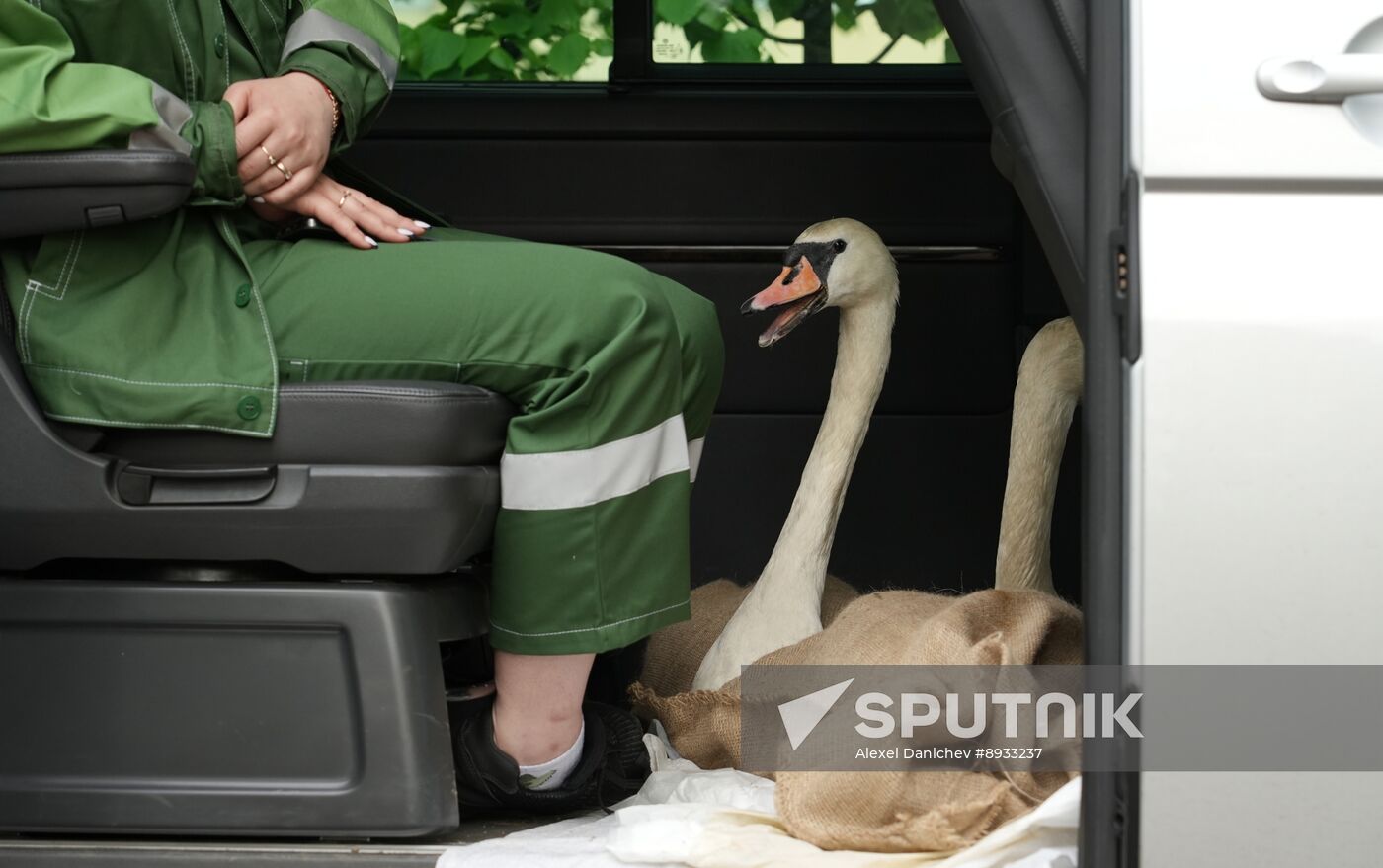 Russia Summer Season Swans Release
