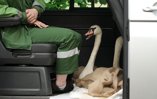 Russia Summer Season Swans Release