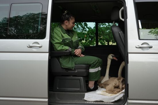 Russia Summer Season Swans Release