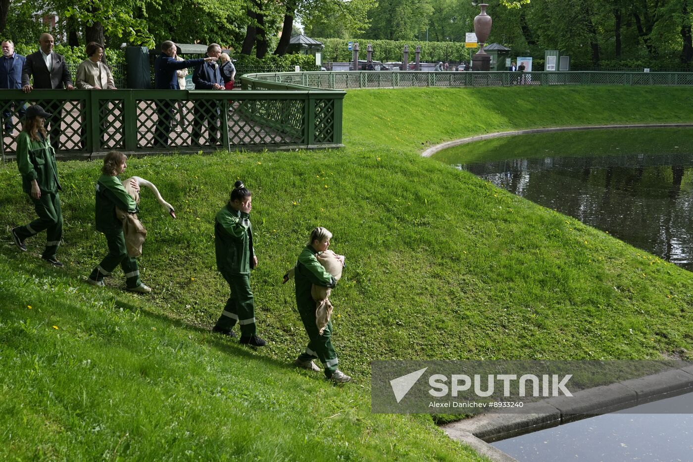 Russia Summer Season Swans Release