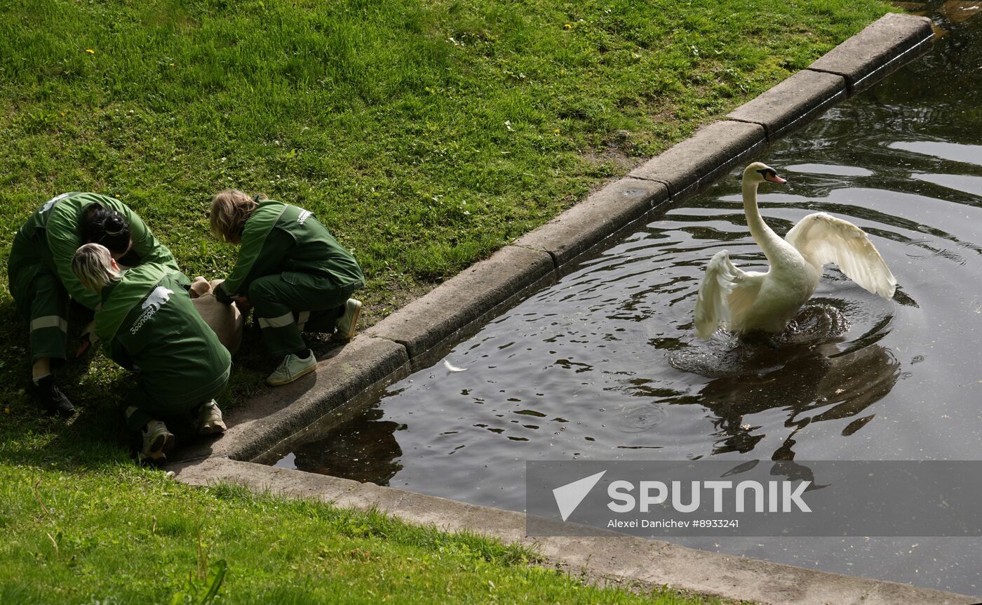 Russia Summer Season Swans Release