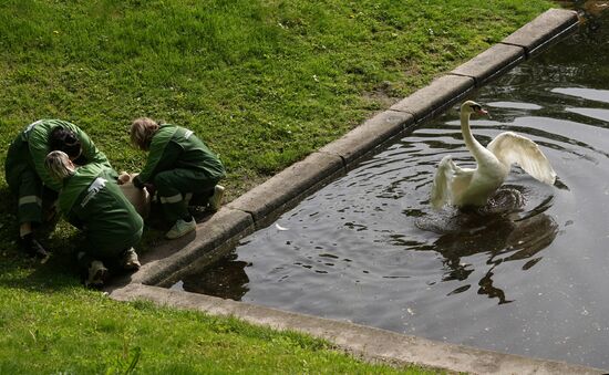 Russia Summer Season Swans Release