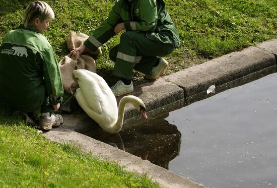 Russia Summer Season Swans Release