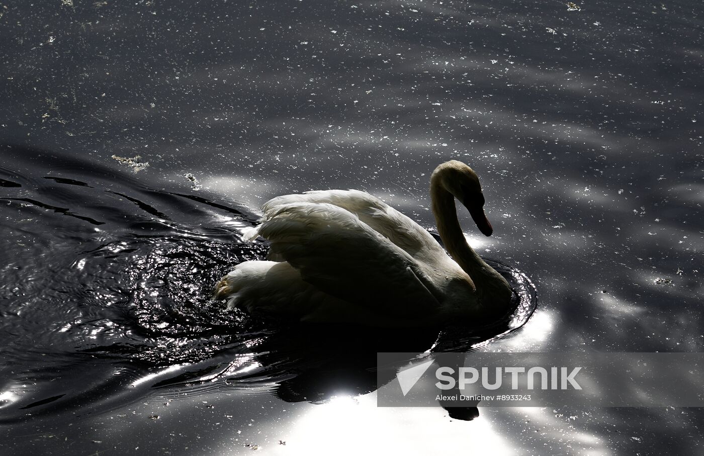 Russia Summer Season Swans Release