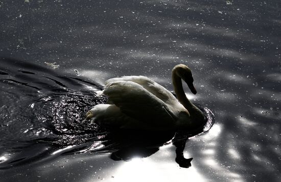 Russia Summer Season Swans Release