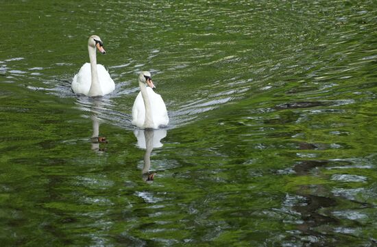 Russia Summer Season Swans Release