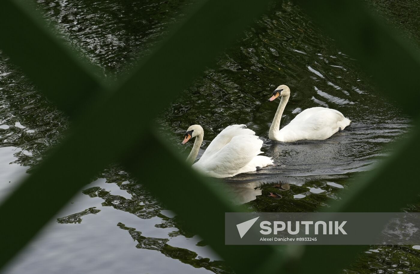 Russia Summer Season Swans Release