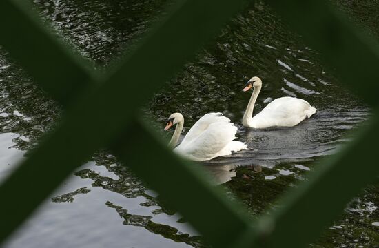 Russia Summer Season Swans Release