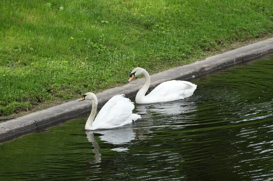 Russia Summer Season Swans Release