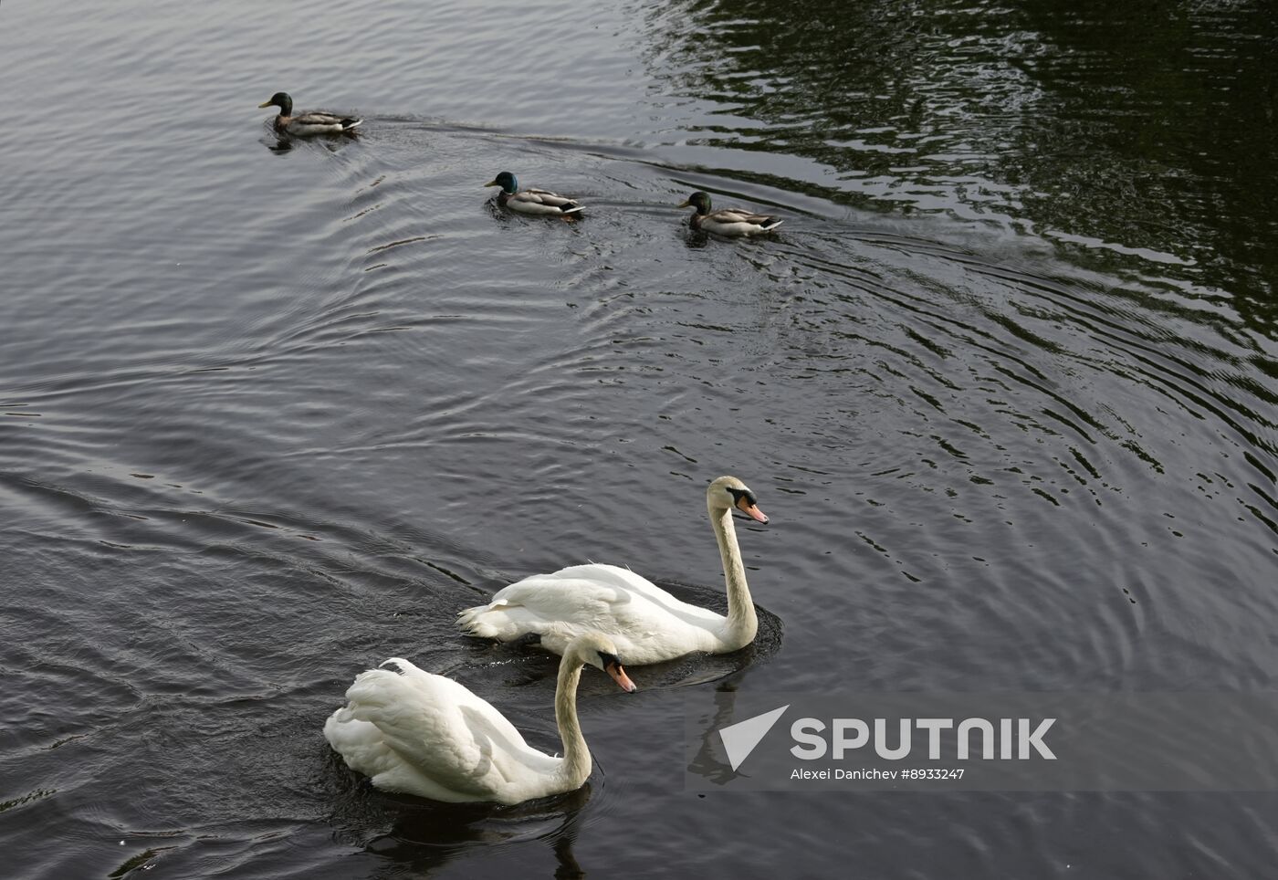 Russia Summer Season Swans Release
