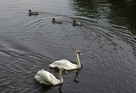 Russia Summer Season Swans Release
