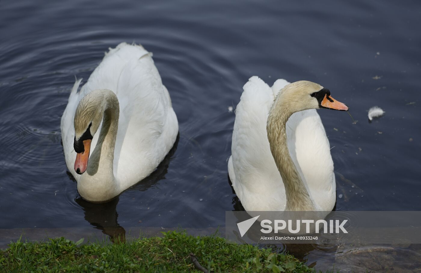 Russia Summer Season Swans Release